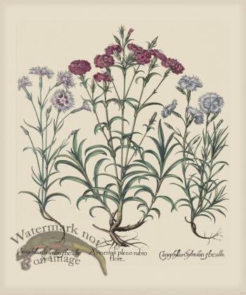 Besler 318 Colored  B2